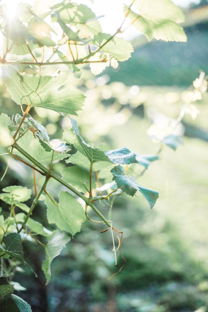 Green vine leaf at a bachelorette party EVJF