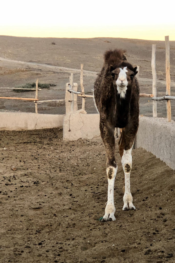 Bachelorette Party in Marrakech Enterrement de jeune fille à Marrakech EVJF