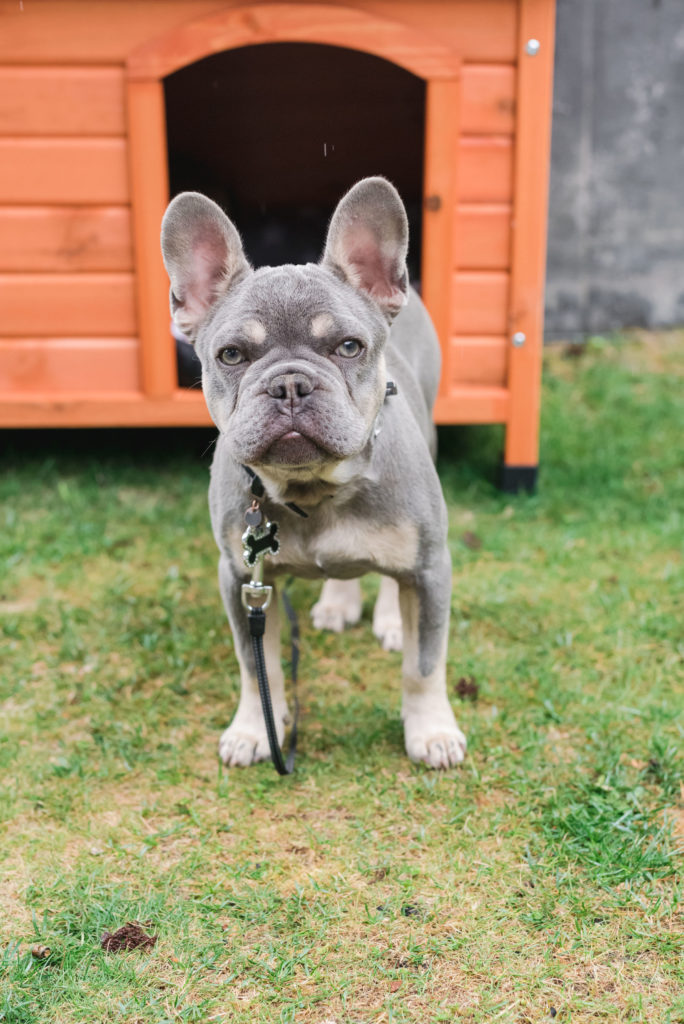 family bulldog at a Birthday party fête d'anniversaire